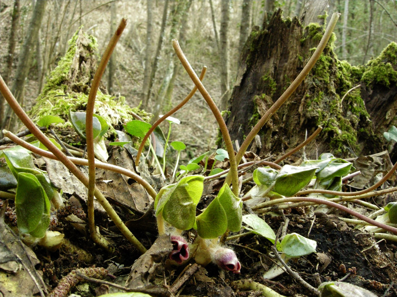 Asarum europaeum L.  /  Baccaro